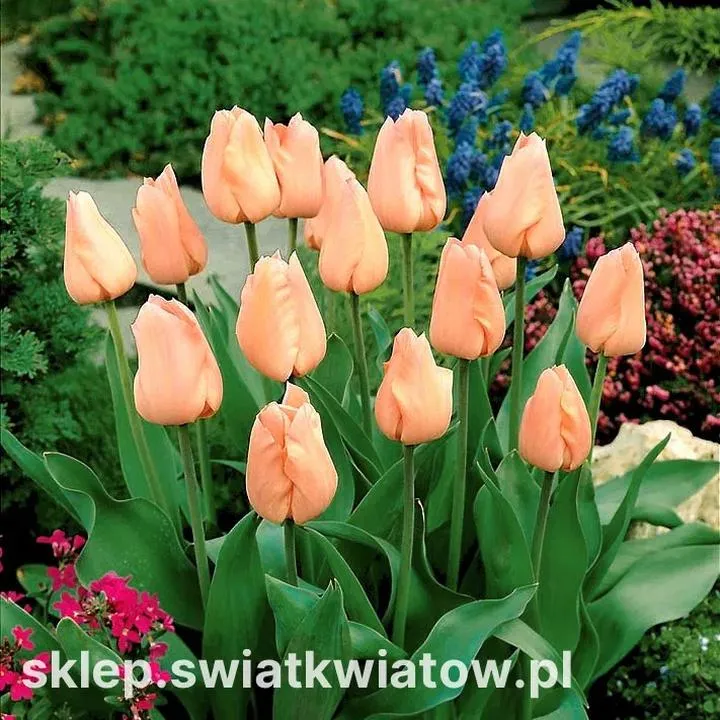 Tulipan na obiektywie – sekret doskonałych zdjęć i ochrony Twojego sprzętu fotograficznego