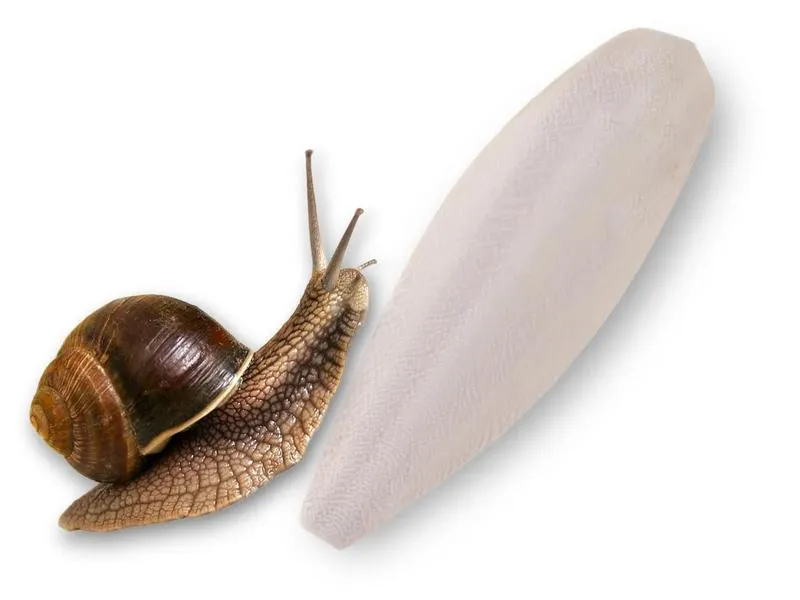 Twórz Magiczne Przemiany: Jak Nadać Zdjęciom Sepiowy Klimat w Photoshopie